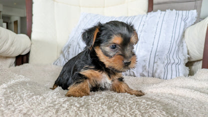 YORKSHIRE TERRIER (02/25) FEMALE
