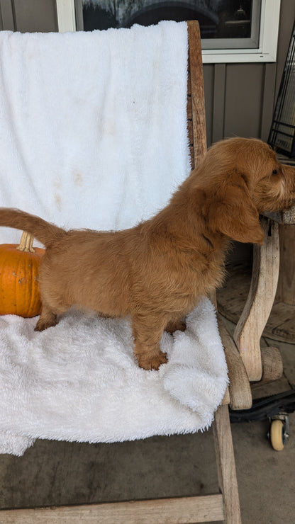 MINI GOLDENDOODLE (07/30) FEMALE