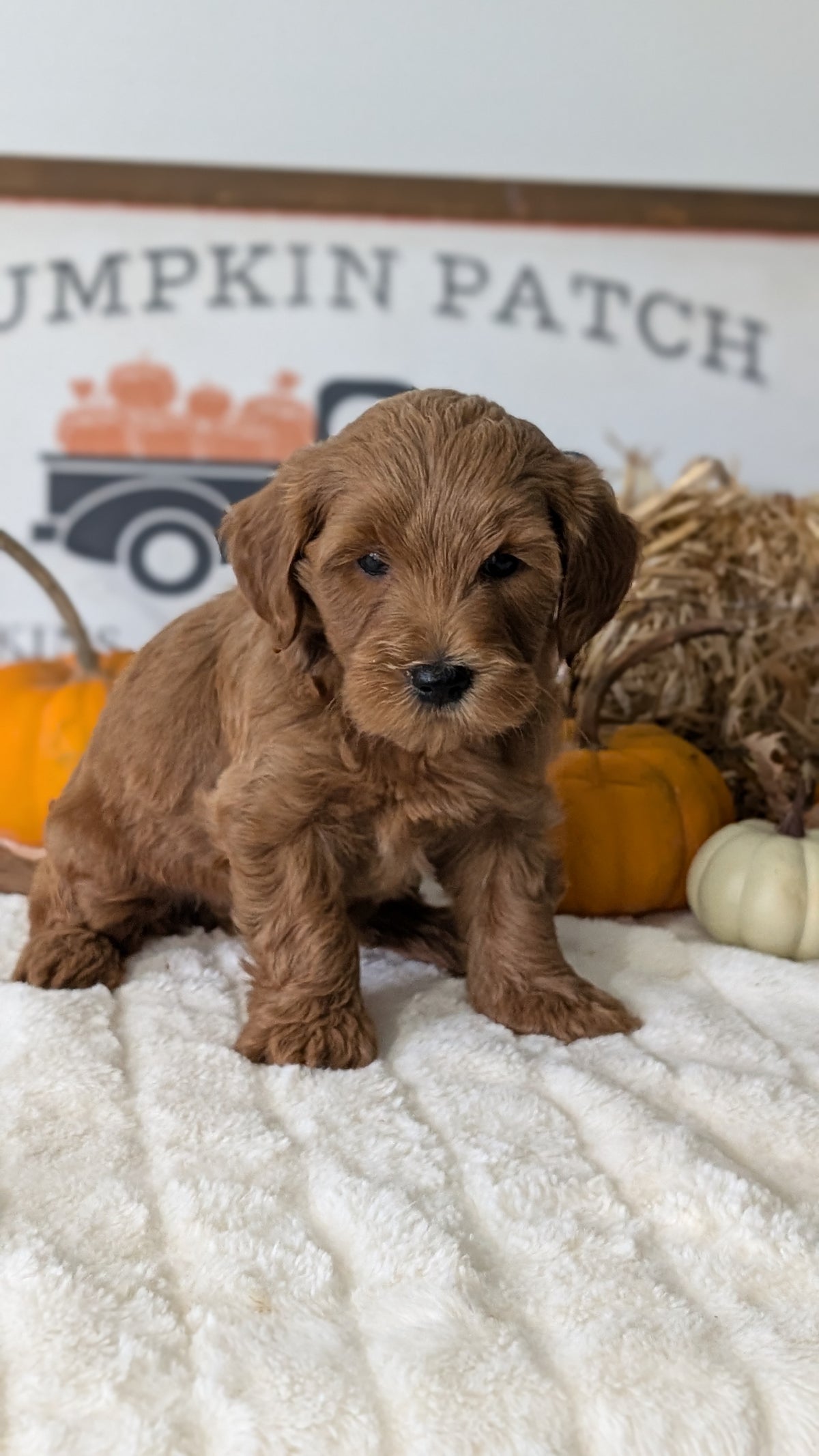 MINI GOLDENDOODLE (AUG 13) 6 MALES/3 FEMALES