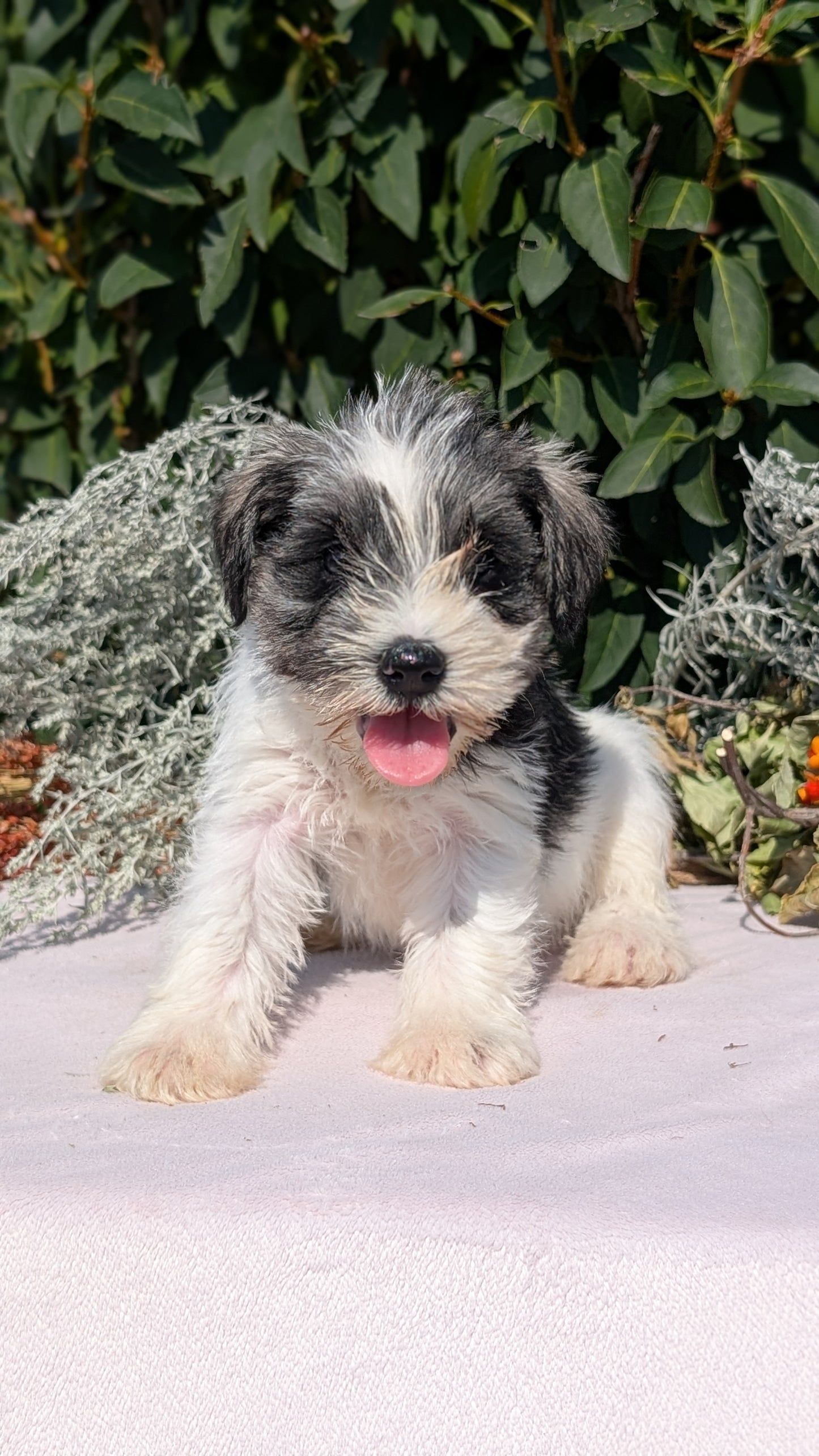 MINI SCHNAUZER (08/06) FEMALE