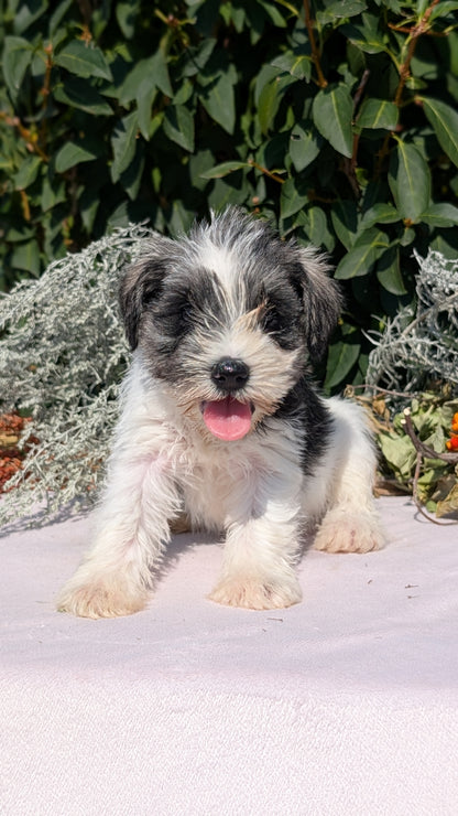 MINI SCHNAUZER (08/06) FEMALE