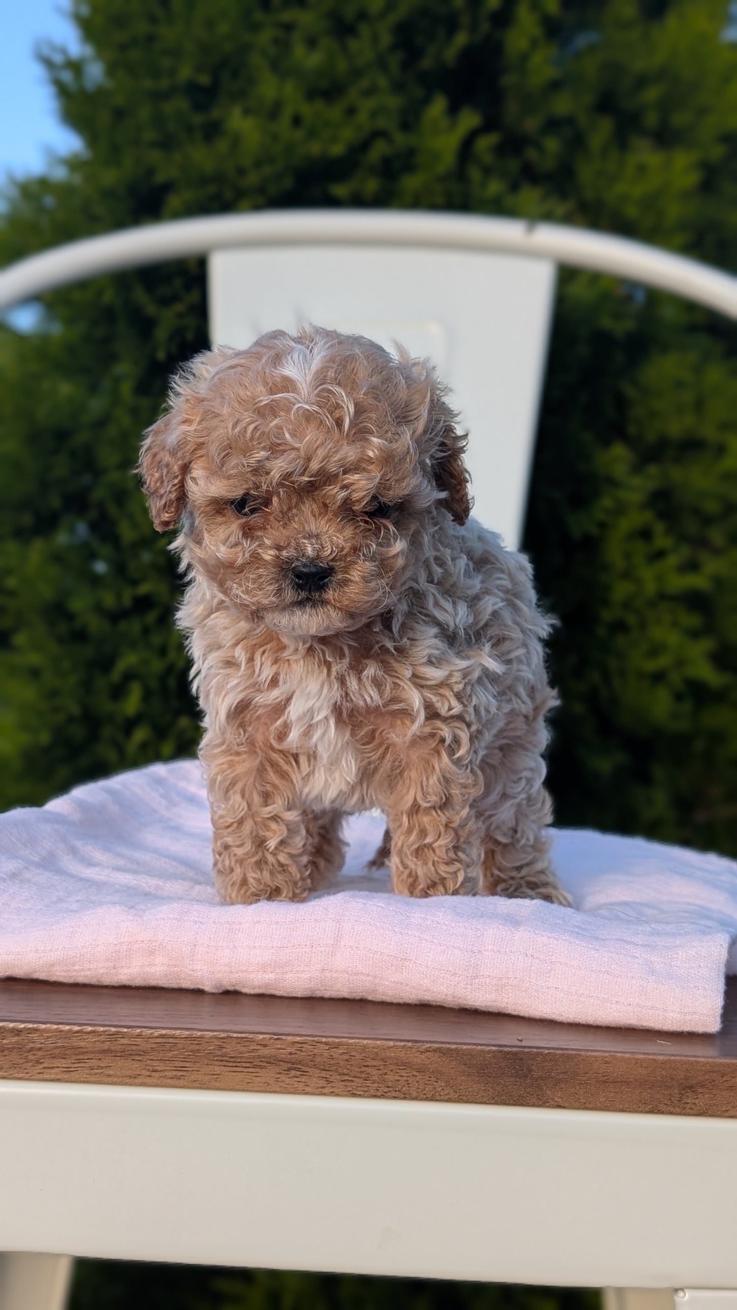 CAVAPOO (MAY 09) MALES