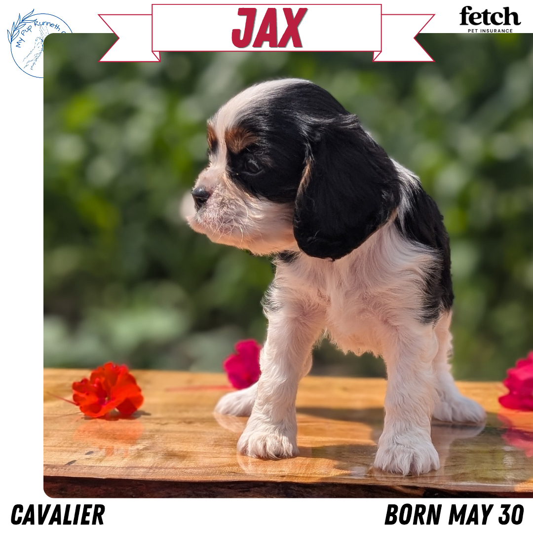 CAVALIER (MAY 30) MALES