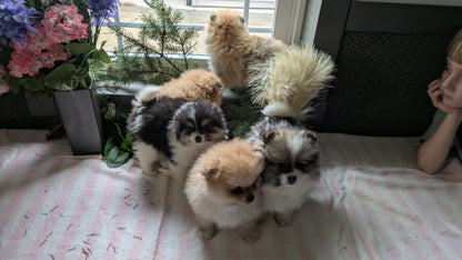 POMERANIAN (11/01) MALE