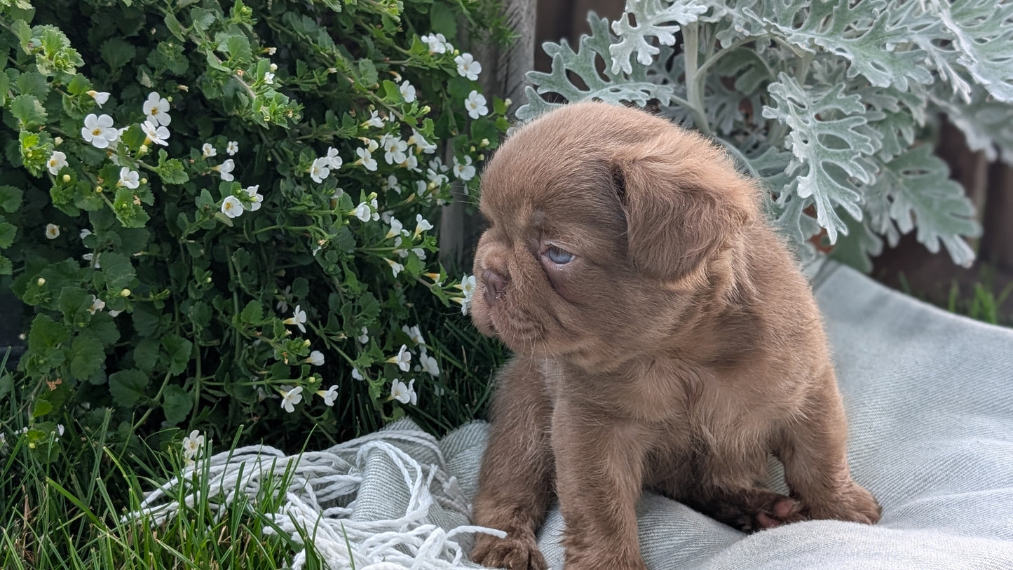 FRENCH BULLDOG (MAY 26) MALE