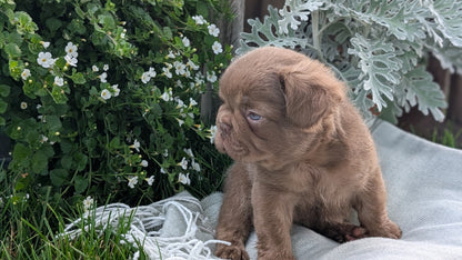 FRENCH BULLDOG (MAY 26) MALE