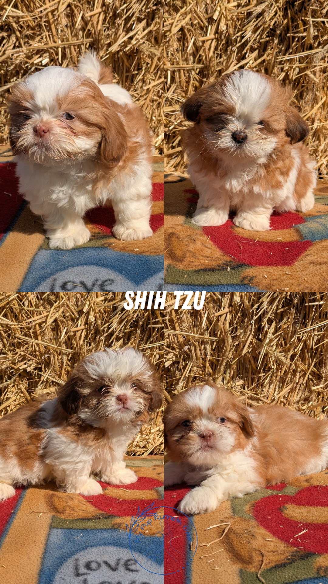 SHIH TZU (01/23) MALE