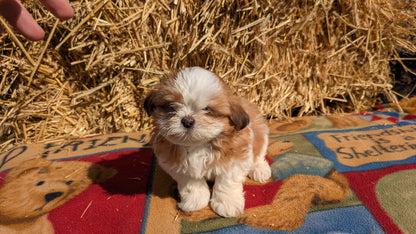 SHIH TZU (01/23) FEMALE