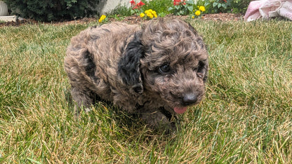 MINI POODLE (06/07) MALE