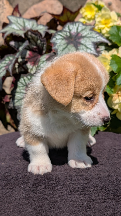 CORGI (JUL 13) 2 FEMALES/3 MALES