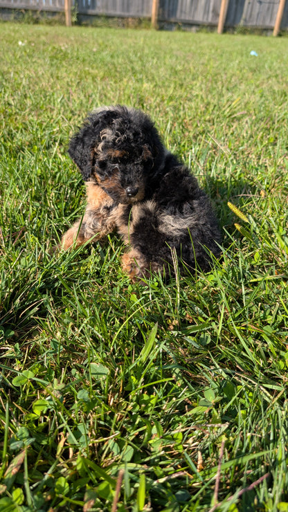 TOY POODLE (07/06) MALE