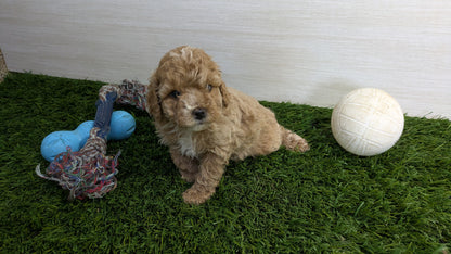 COCKAPOO (01/01) FEMALE