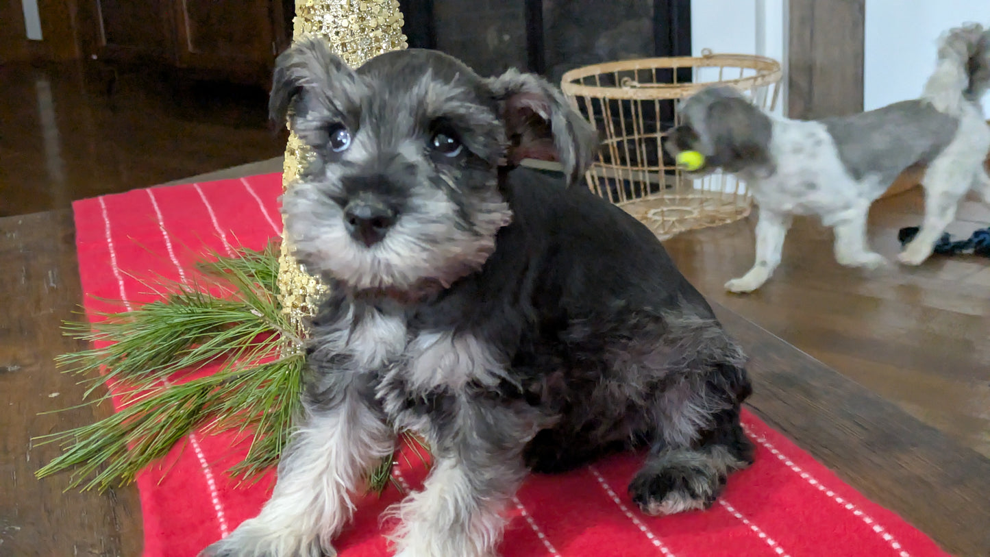 MINI SCHNAUZER (10/03) MALE
