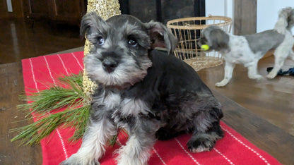 MINI SCHNAUZER (10/03) MALE
