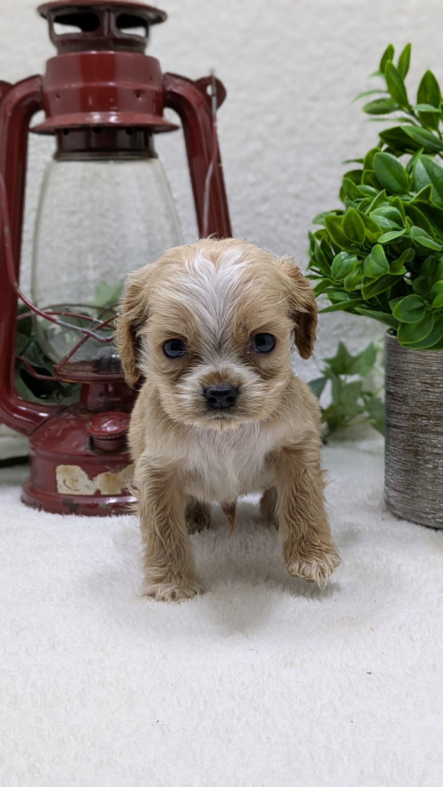 COCKER SPANIEL (12/18) MALE