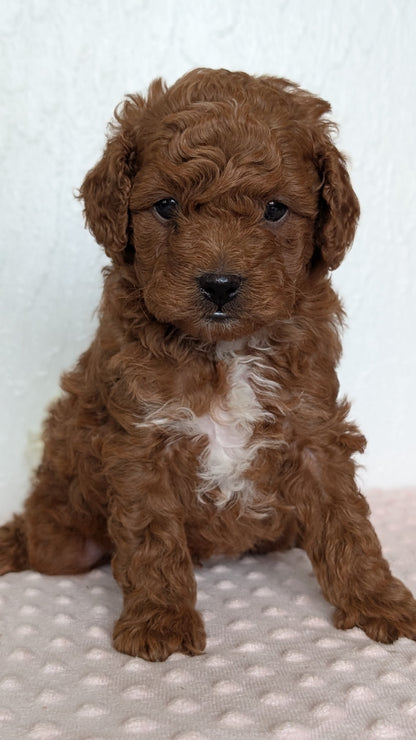 CAVAPOO (APR 12) MALE
