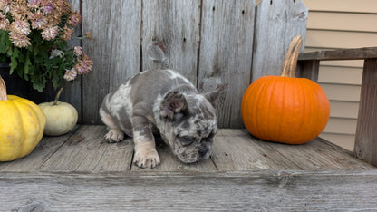 FRENCH BULLDOG (09/09) MALE