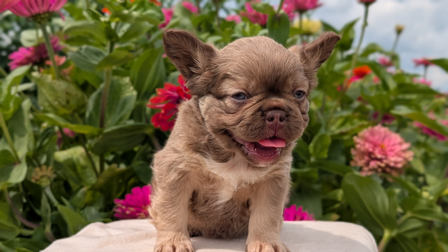 FRENCH BULLDOG (JUN 06) FEMALES