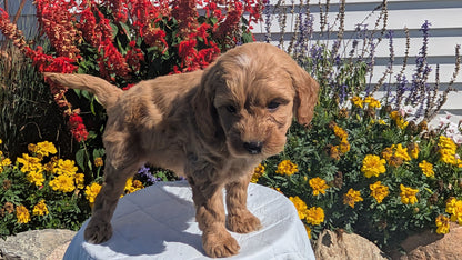 MINI GOLDENDOODLE (08/15) FEMALE