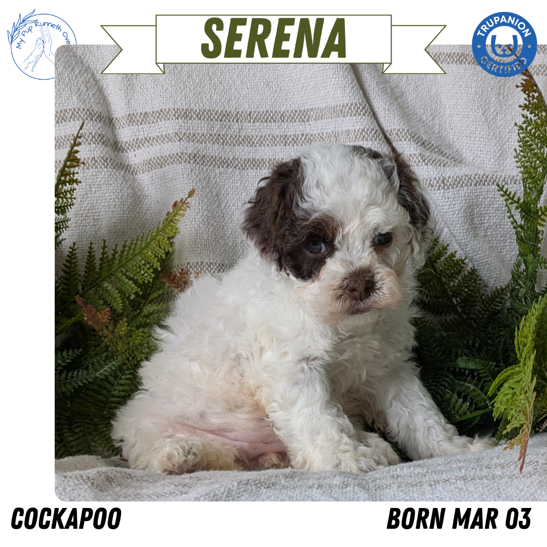 COCKAPOO (03/03) FEMALE