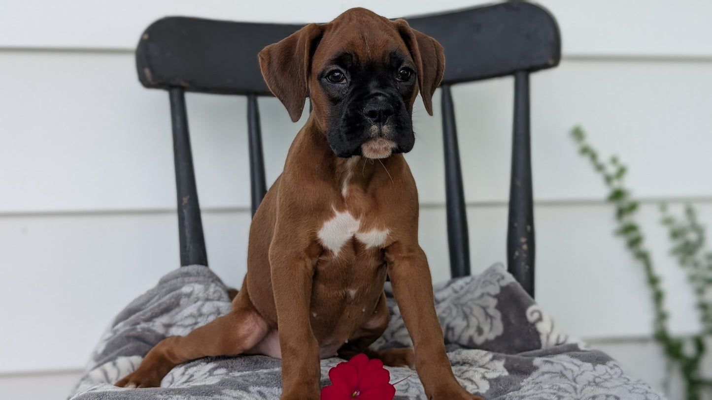 BOXER (JUN 11) FEMALES