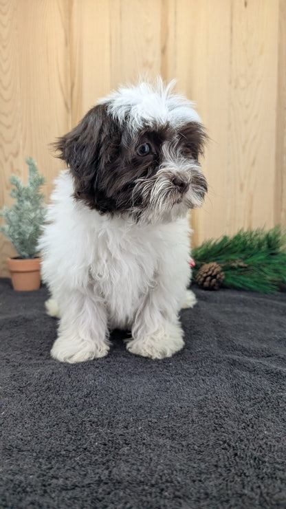 HAVANESE (09/13) FEMALE