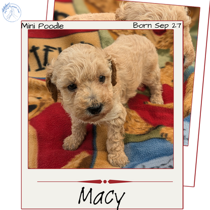 MINI POODLE (09/27) FEMALE