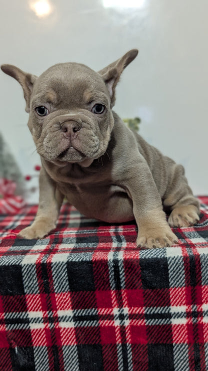 FRENCH BULLDOG (OCT 03) MALES