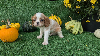 CAVALIER (08/12) MALE