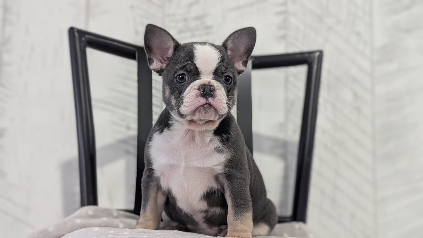FRENCH BULLDOG (NOV 18) FEMALE