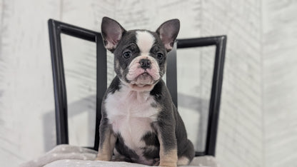 FRENCH BULLDOG (NOV 18) FEMALE