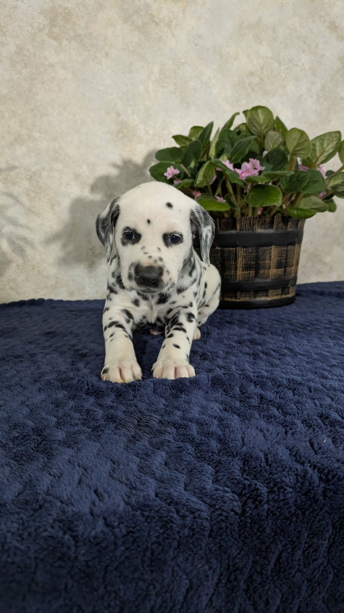 DALMATIAN (02/14) MALE