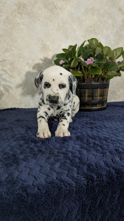 DALMATIAN (02/14) MALE