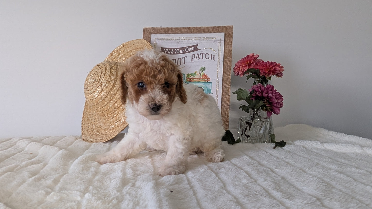 MINI POODLE (06/29) FEMALE