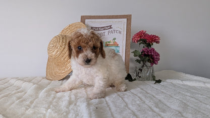 MINI POODLE (06/29) FEMALE