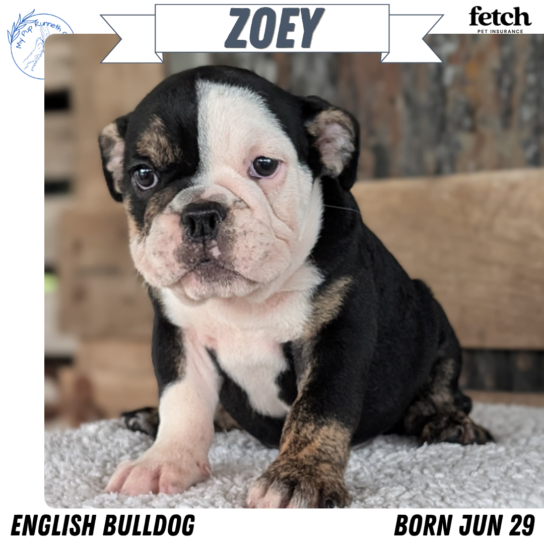 ENGLISH BULLDOG (JUN 29) 1 FEMALE/1 MALE