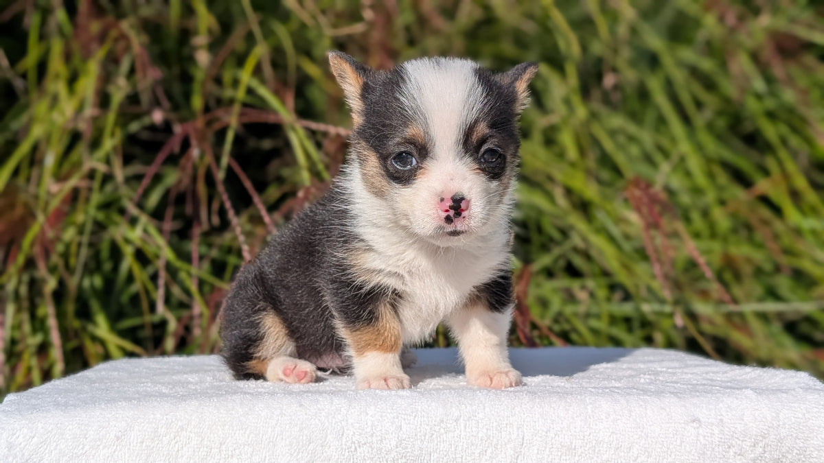 CORGI (AUG 17) 1 FEMALE