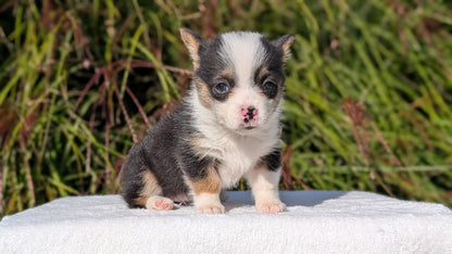 CORGI (AUG 17) 1 FEMALE