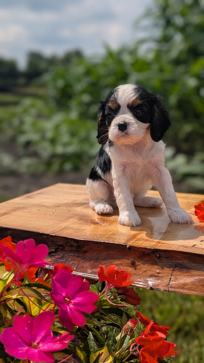 CAVALIER (MAY 30) FEMALES