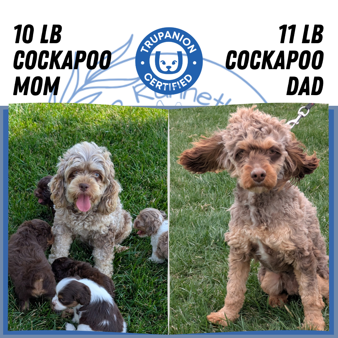 COCKAPOO (06/02) MALE