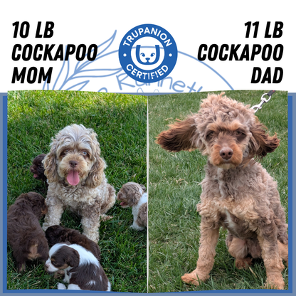 COCKAPOO (06/02) MALE