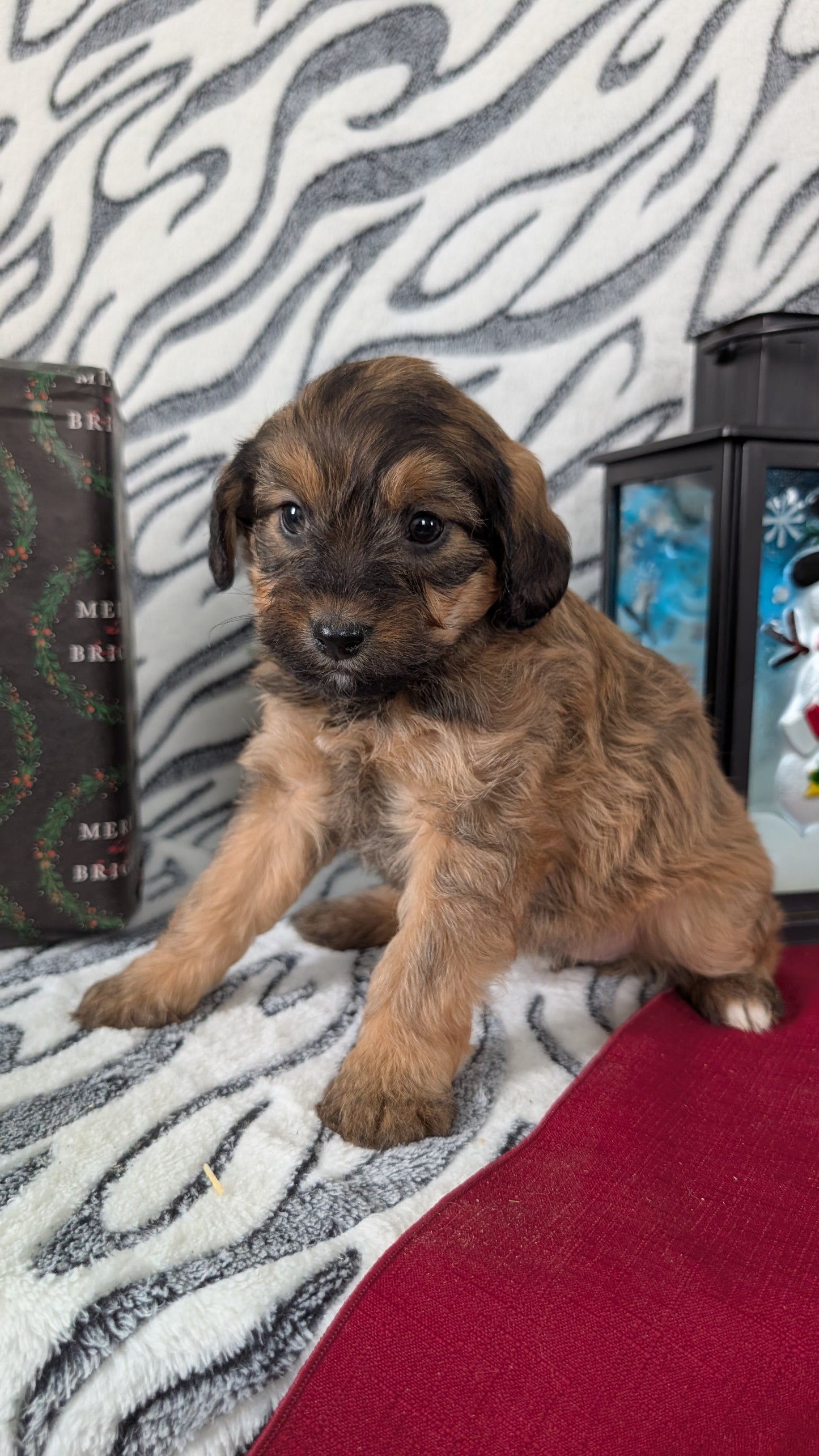 MINI LABRADOODLE (OCT 20) FEMALES