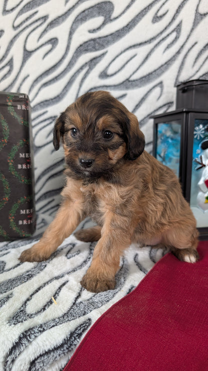 MINI LABRADOODLE (OCT 20) FEMALES