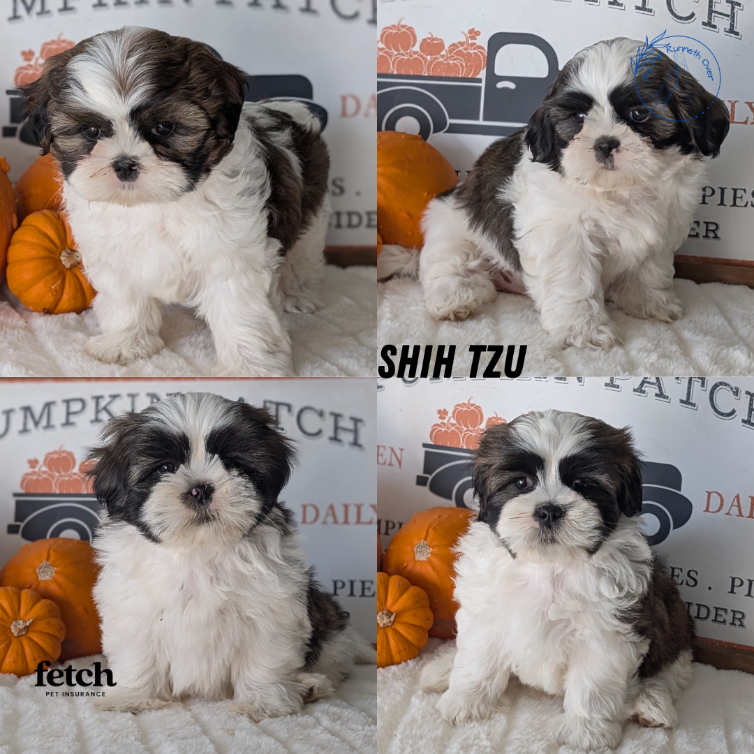 SHIH TZU (AUG 17) 2 FEMALES/3 MALES