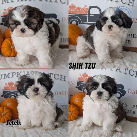 SHIH TZU (AUG 17) 2 FEMALES/3 MALES