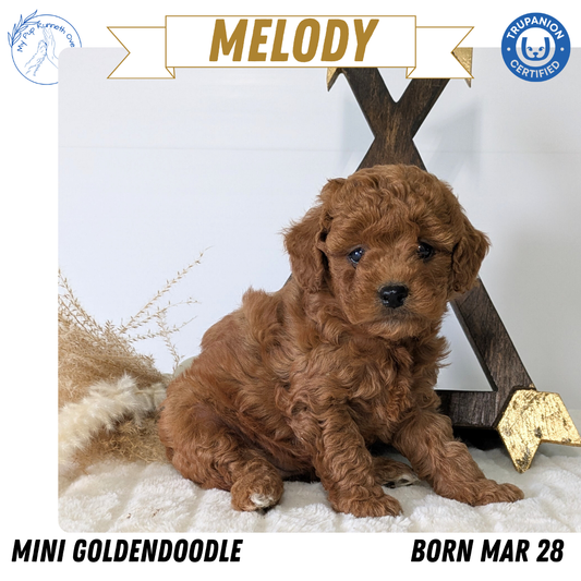 MINI GOLDENDOODLE (03/28) FEMALE