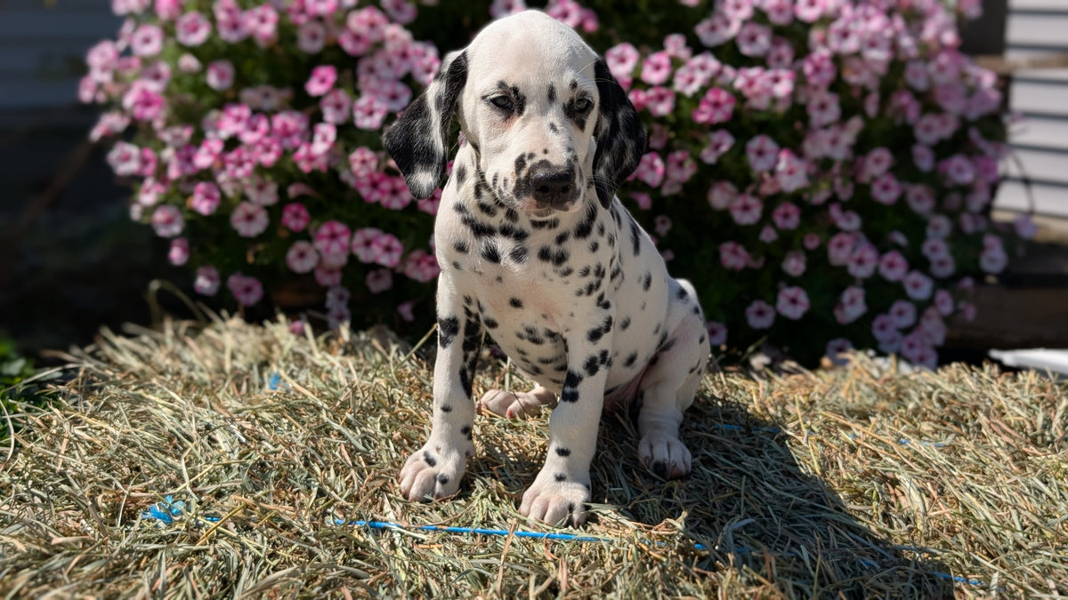 DALMATIAN (JUN 29) FEMALES