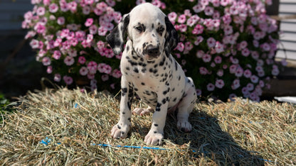 DALMATIAN (JUN 29) FEMALES