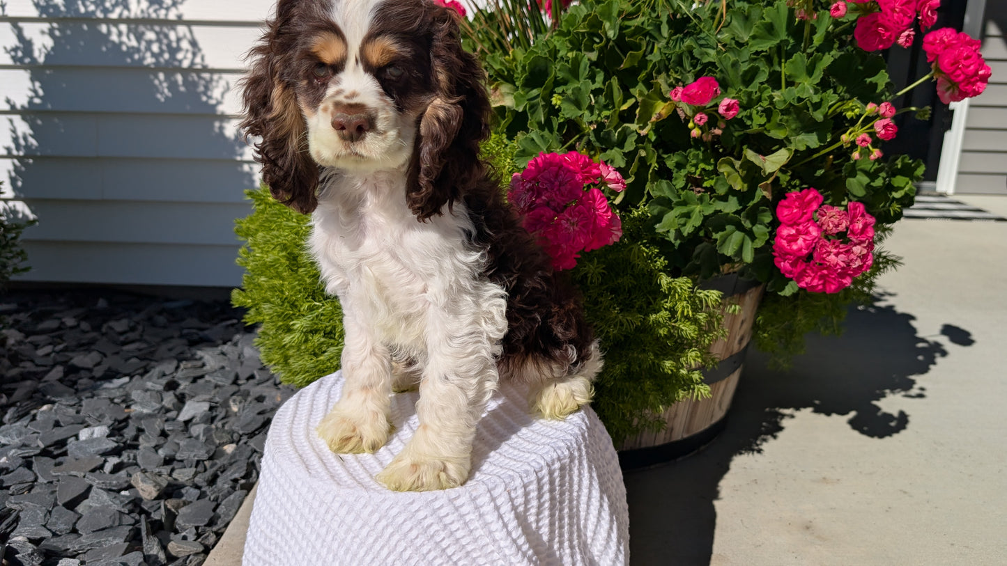 COCKER SPANIEL (07/17) MALE