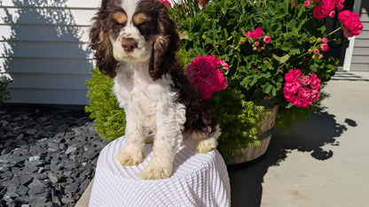 COCKER SPANIEL (07/17) MALE